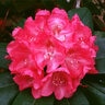 Rhododendron X Ignatius Sargent Rhododendron