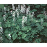 Tiarella Cordifolia Foam Flower