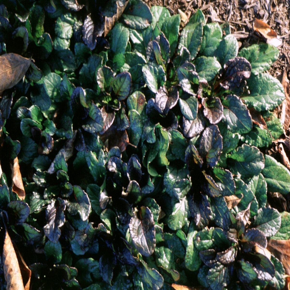 Ajuga Reptans Bugleweed | SiteOne US