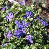 Vinca Minor Ralph Shugert Variegated Periwinkle