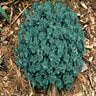 Sedum Sieboldii October Daphne Stonecrop