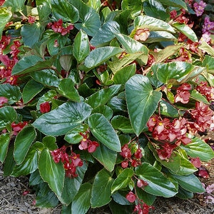 Begonia Interspecific Dragon Wing Red Begonia