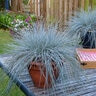 Festuca Glauca Beyond Blue Blue Fescue