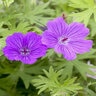 Geranium X Tiny Monster Cranesbill