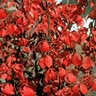 Euonymus Alatus Chicago Fire Burning Bush