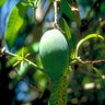 Mangifera Indica Glenn Mango