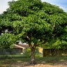 Mangifera Indica Glenn Mango