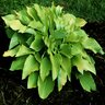 Hosta August Moon Plantain Lily 1 gal. Container