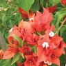 Bougainvillea Flame Red Bougainvillea
