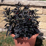 Capsicum Annuum Black Pearl Peppers