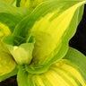 Hosta Island Breeze Plantain Lily
