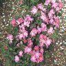 Rosa Floribunda Nearly Wild Rose 2 gal. Container