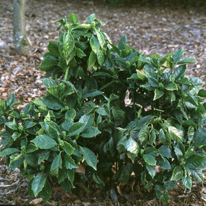 Aucuba Japonica Rozannie Spotted Laurel