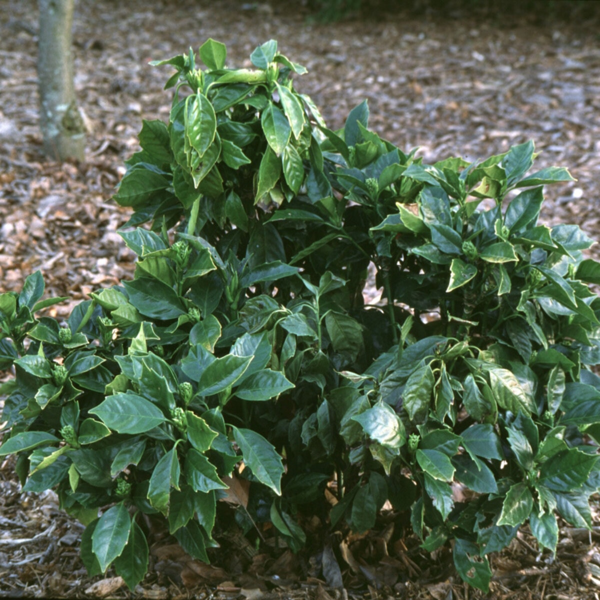 Aucuba Japonica Rozannie Spotted Laurel | SiteOne US