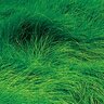 Fescue Sod Greenwave Lite Creeping Red Fescue (per sq. ft.)