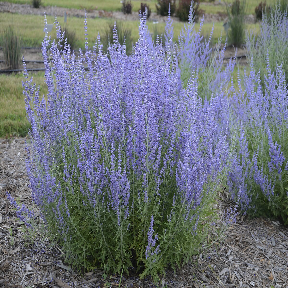 salvia-perovskia-yangii-atriplicifolia-blue-jean-baby-russian-sage