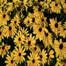 Rudbeckia Hirta Indian Summer Black-Eyed Susan 1 gal. Container