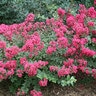 Lagerstroemia indica Infiniti Magenta Proven Winners Crape Myrtle