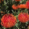 Leucospermum Sunrise Early Salmon Pincushion 7 gal. Container