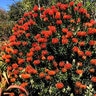 Leucospermum Sunrise Early Salmon Pincushion 7 gal. Container
