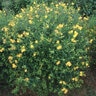 Hypericum Kalmianum Ames St. Johns Wort