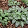 Pulmonaria Saccharata Lungwort