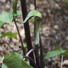 Arisaema Triphyllum Jack-In-The-Pulpit