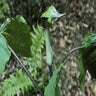 Arisaema Triphyllum Jack-In-The-Pulpit