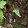 Arisaema Triphyllum Jack-In-The-Pulpit