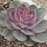 Echeveria X Perle Von Nurnberg Pearl of Nurnberg