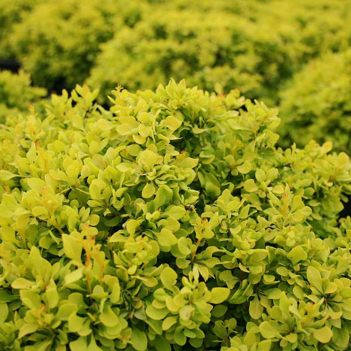 berberis-thunbergii-tiny-gold-japanese-barberry-siteone-us