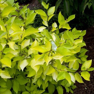 Cornus Alba Prairie Fire Tatarian Dogwood