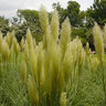 Cortaderia Selloana Jet Streams Pampas Grass