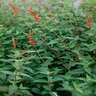 Salvia Elegans Pineapple Sage 1 gal. Container