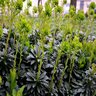 Euphorbia Amygdaloides var. Robbiae Wood Spurge