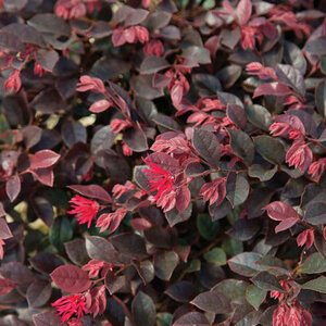 Loropetalum Chinense Purple Daydream Fringe Flower