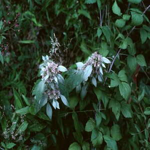 Pycnanthemum muticum Mountain Mint