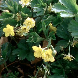 Waldsteinia Ternata Barren Strawberry