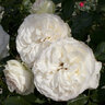 Rosa X White Eden Climbing Rose