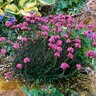Armeria Maritima Rubrifolia Sea Thrift