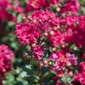 Lagerstroemia X Princess Kylie Crape Myrtle