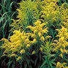 Solidago Canadensis Goldenrod 1 gal. Container