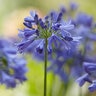 Agapanthus X Ever Sapphire African Lily