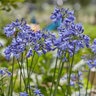 Agapanthus X Ever Sapphire African Lily