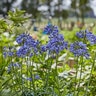 Agapanthus X Ever Sapphire African Lily