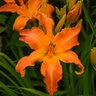 Hemerocallis X Rainbow Rhythm Primal Scream Daylily