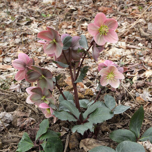 Helleborus X Ballardiae Gold Collection HGC Pink Frost Lenten Rose