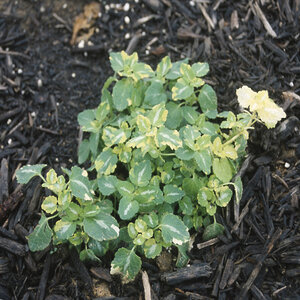 Lamium Maculatum Anne Greenaway Spotted Deadnettle