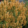 Agastache X Kudos Gold Hyssop