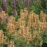 Agastache X Kudos Gold Hyssop